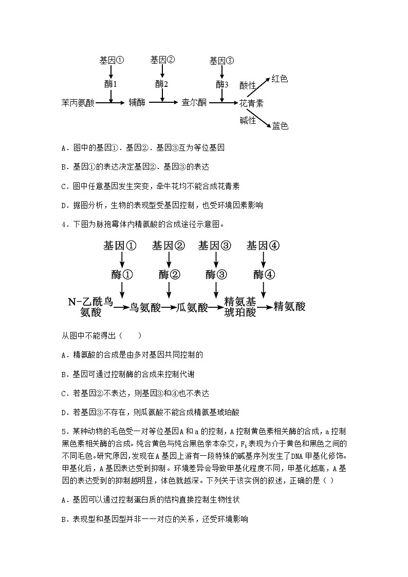 人教版高中生物必修2第2节基因表达与性状的关系优质作业含答案102