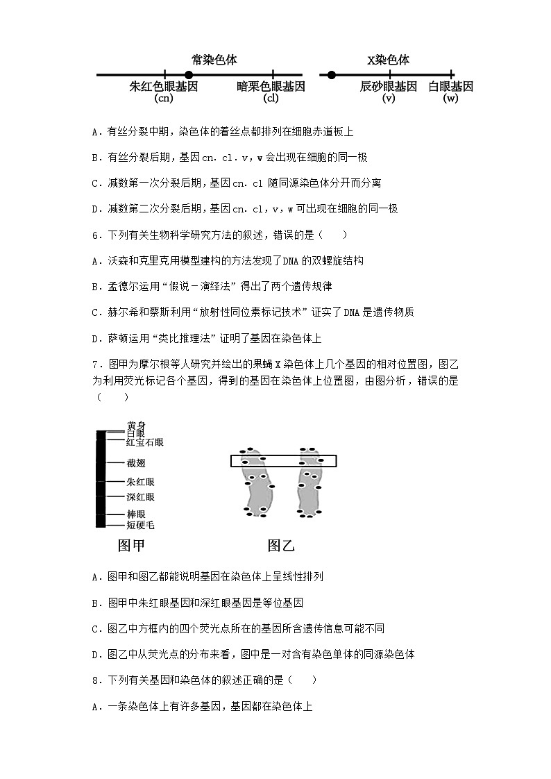 人教版高中生物必修2第2节基因在染色体上课时作业含答案5第2页