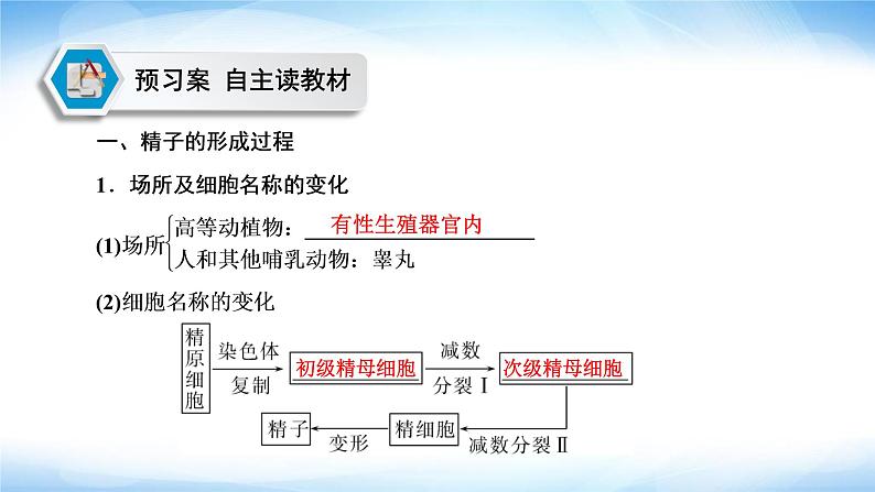 人教版高中生物必修二减数分裂课件04