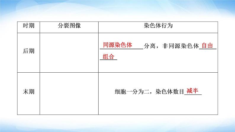 人教版高中生物必修二减数分裂课件07