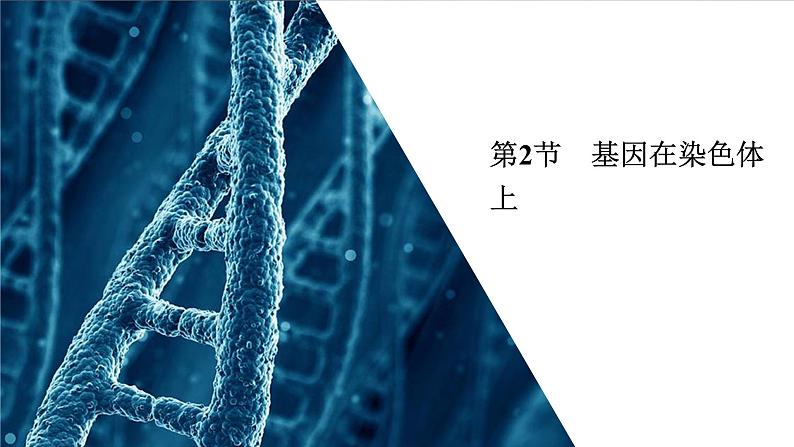 人教版高中生物必修二基因在染色体上课件201