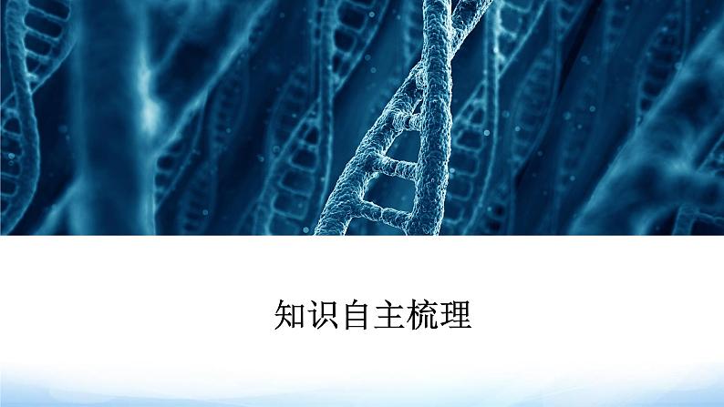 人教版高中生物必修二基因在染色体上课件203