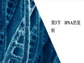 人教版高中生物必修二DNA的复制课件