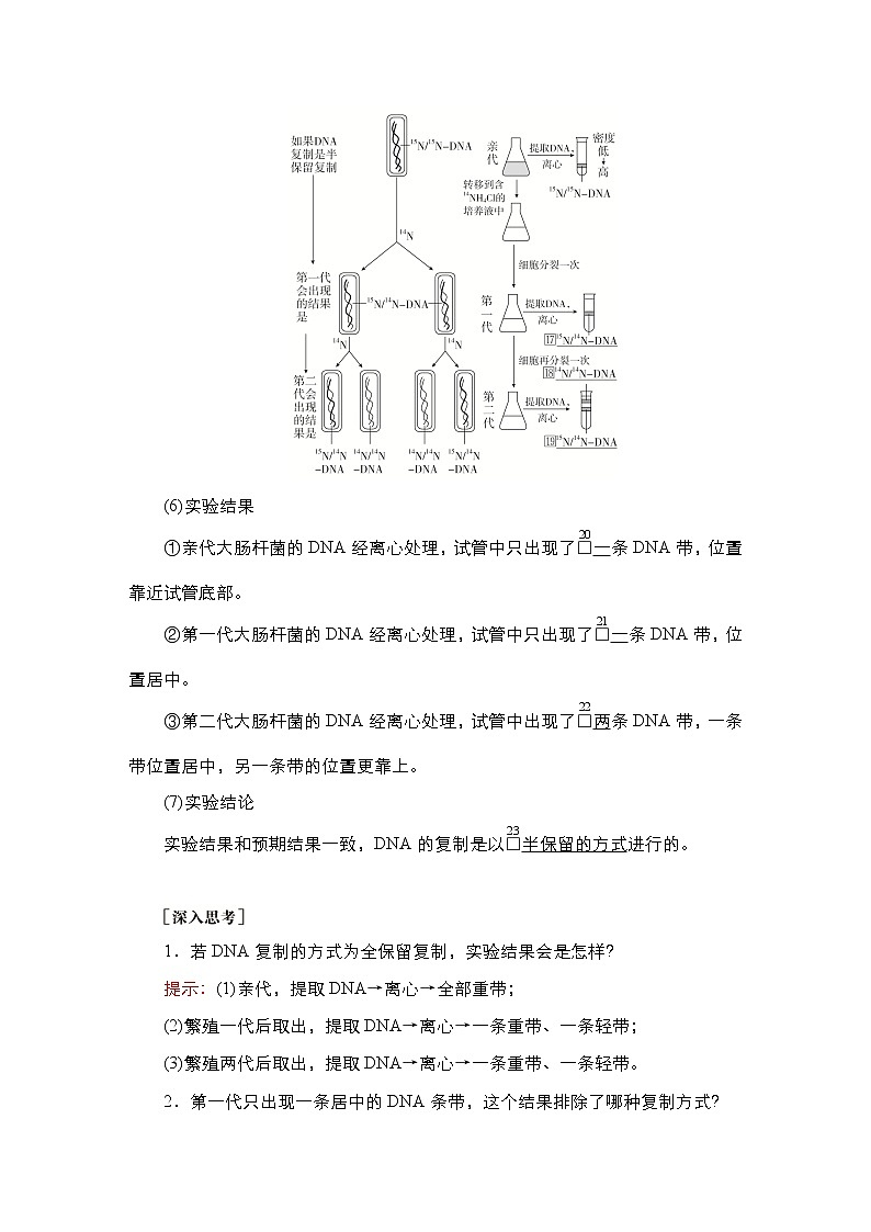 人教版高中生物必修二DNA的复制学案第3页