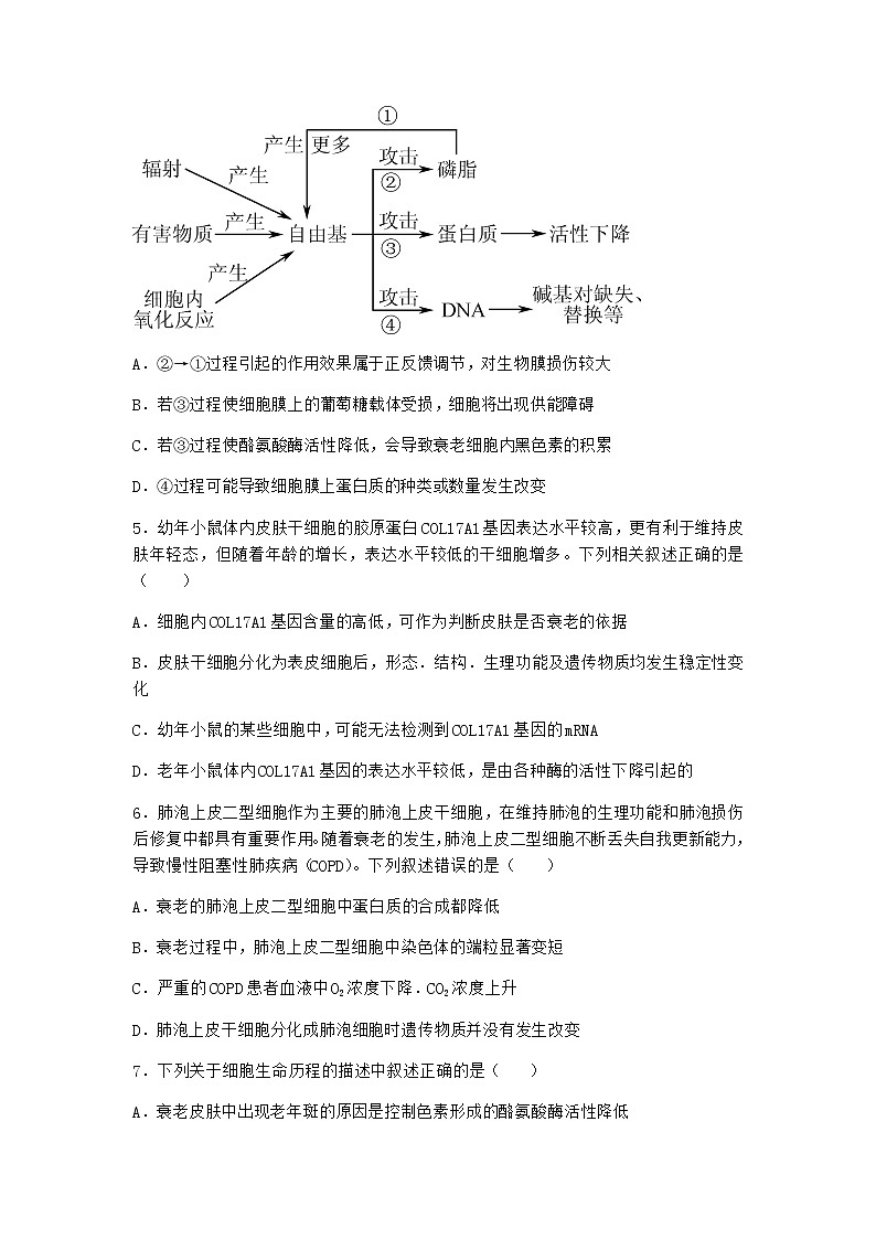 沪教版高中生物必修1第三节细胞衰老是自然的生理过程优选作业含答案2第2页