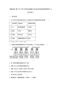 沪科版 (2019)必修1《分子与细胞》第三节 ATP是驱动细胞生命活动的直接能源物质课时练习