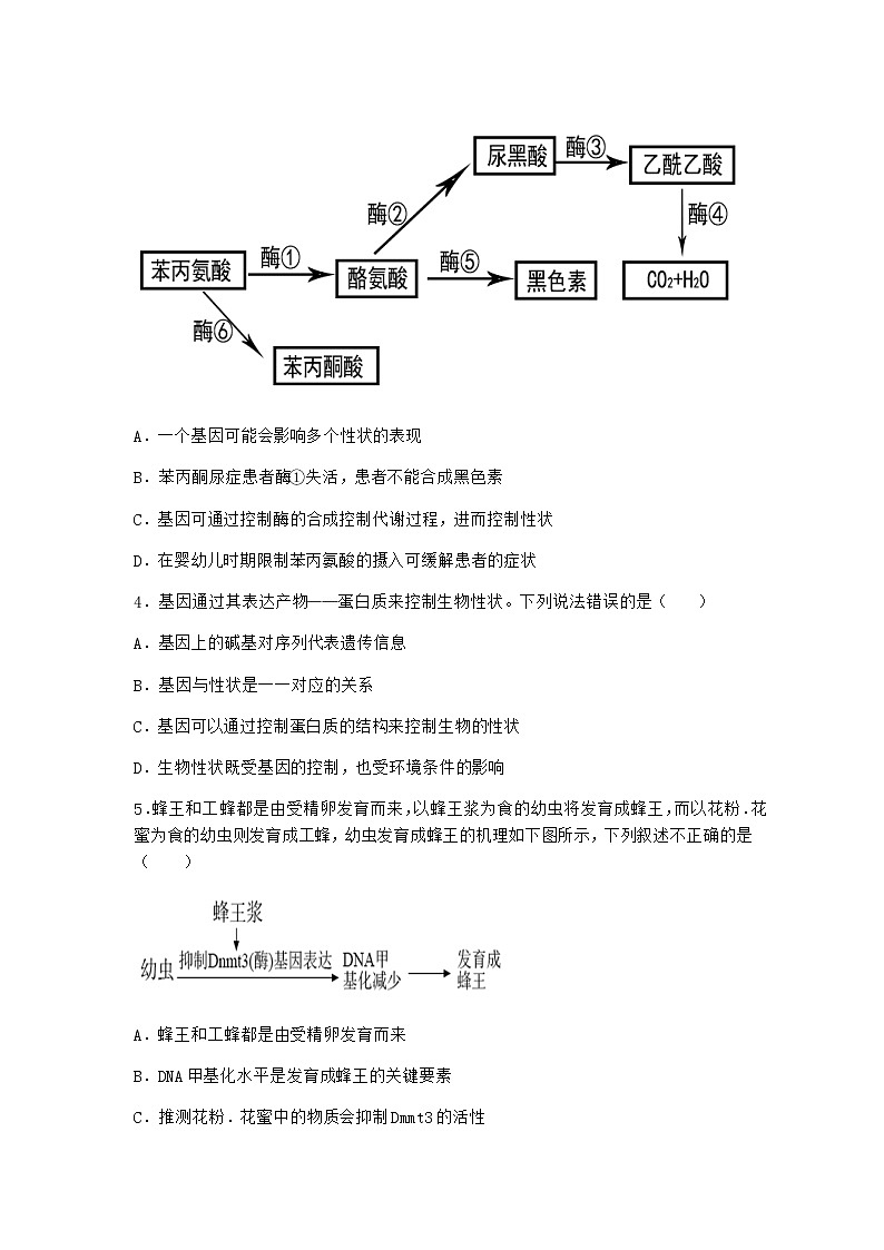 沪教版高中生物必修2第五节基因与性状的关系优质作业含答案1第2页