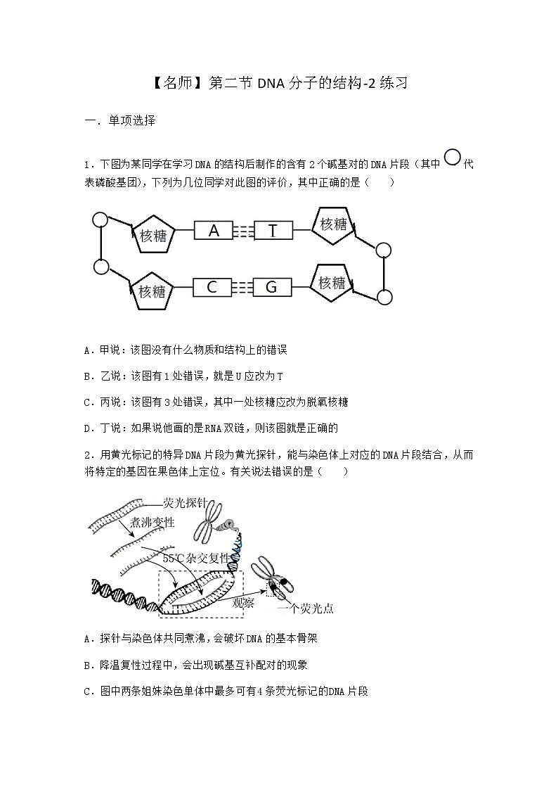 沪教版高中生物必修2第二节DNA分子的结构作业含答案401