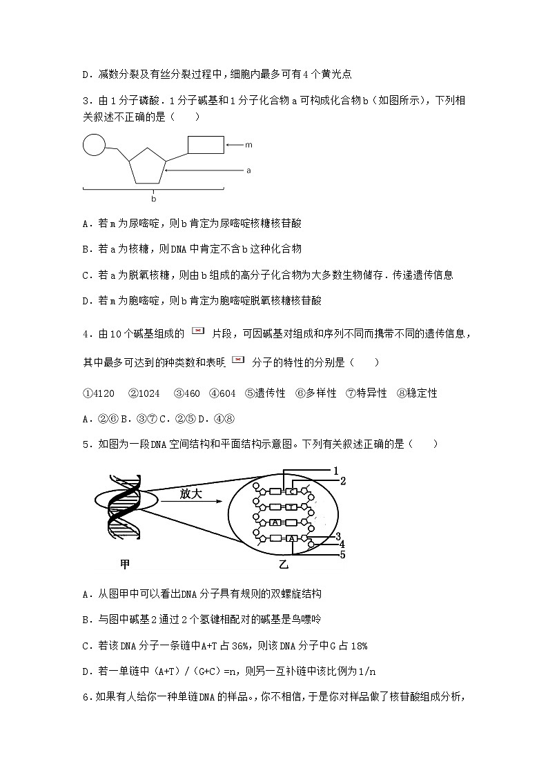 沪教版高中生物必修2第二节DNA分子的结构作业含答案402