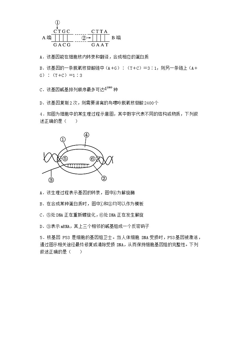 沪教版高中生物必修2第四节遗传信息的表达作业含答案2第2页