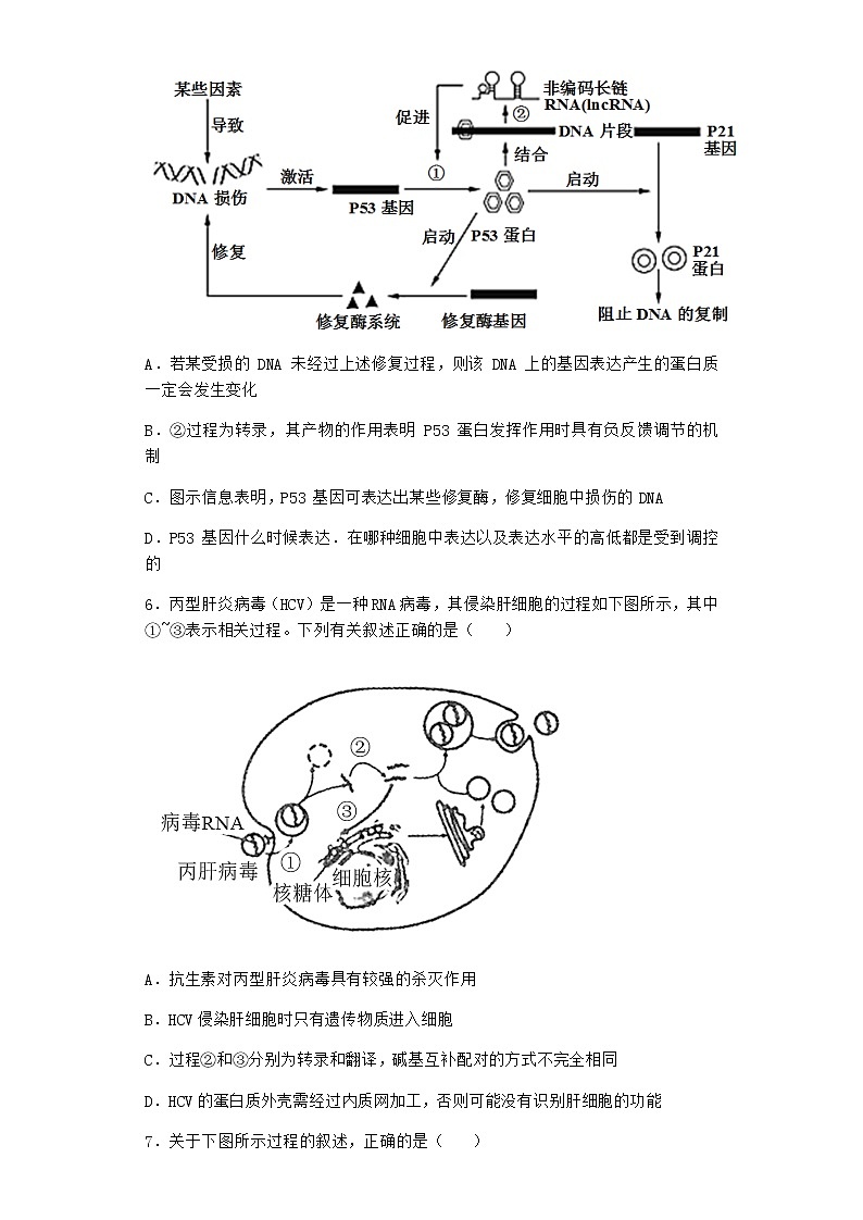 沪教版高中生物必修2第四节遗传信息的表达作业含答案2第3页