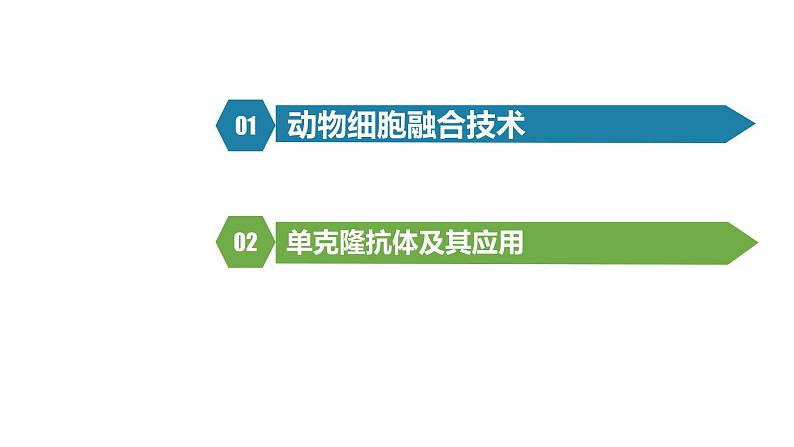 2.2.2动物细胞融合技术与单克隆抗体课件2021-2022学年高二下学期生物人教版选择性必修3第2页