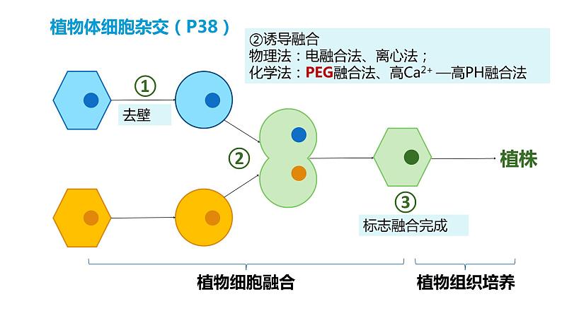 2.2.2动物细胞融合技术与单克隆抗体课件2021-2022学年高二下学期生物人教版选择性必修3第3页