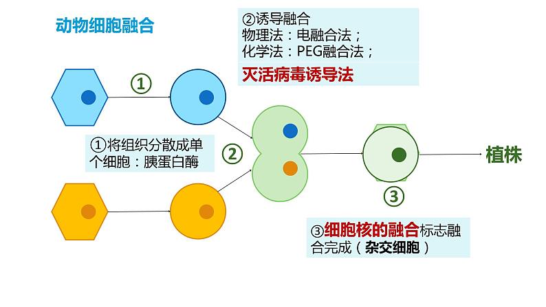 2.2.2动物细胞融合技术与单克隆抗体课件2021-2022学年高二下学期生物人教版选择性必修3第4页