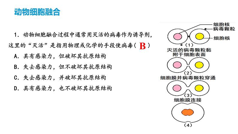 2.2.2动物细胞融合技术与单克隆抗体课件2021-2022学年高二下学期生物人教版选择性必修3第5页