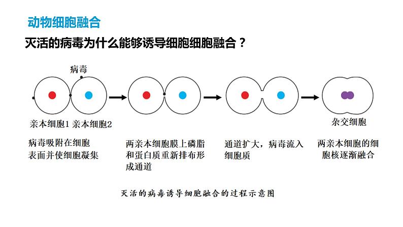 2.2.2动物细胞融合技术与单克隆抗体课件2021-2022学年高二下学期生物人教版选择性必修3第6页