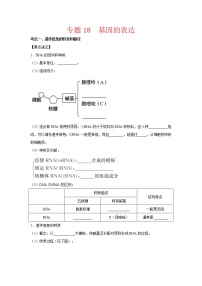 【备考2023】生物高考二轮复习专题精讲和分层训练——专题18 基因的表达