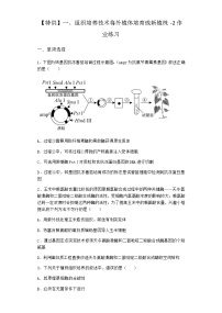 高中生物沪科版 (2019)选修3一、组织培养技术将外植体培育成新植株精练