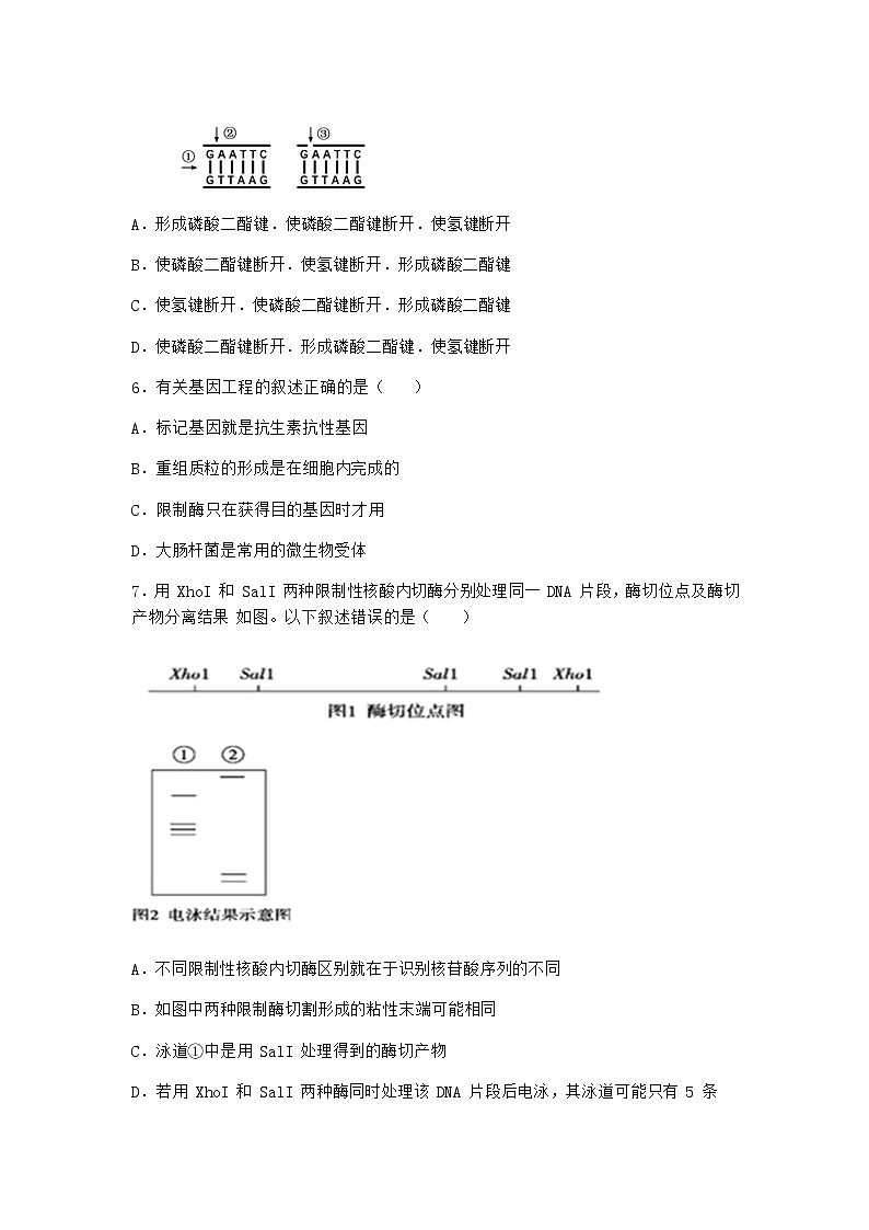 北师大版高中生物选择性必修3第一节基因工程的原理随堂作业含答案202