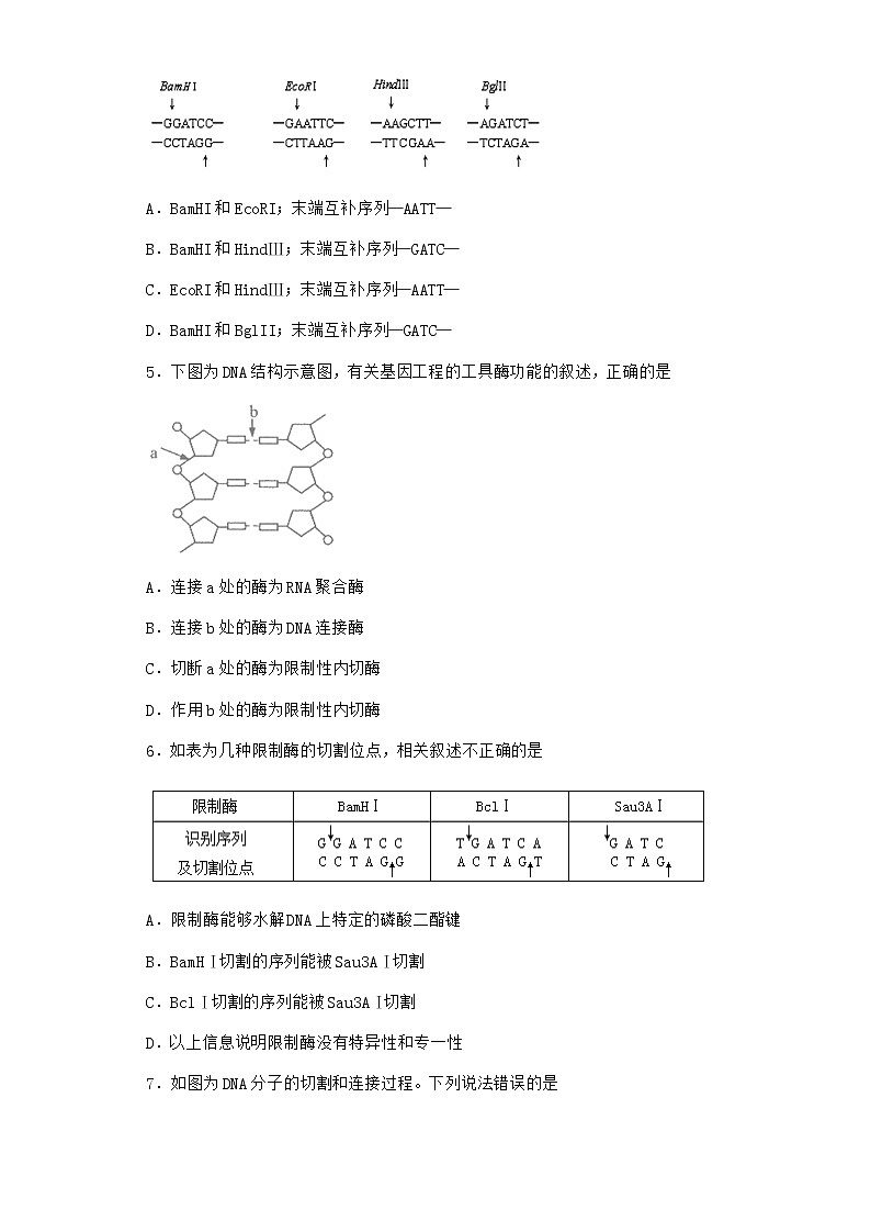 北师大版高中生物选择性必修3第二节基因工程的基本工具随堂作业含答案302