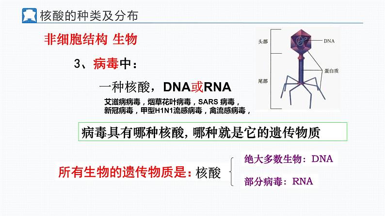 核酸是遗传信息的携带者+课件第7页