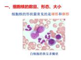 3-3细胞核——系统的控制中心课件PPT