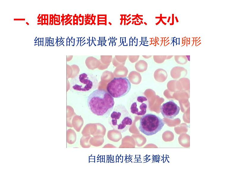 3-3细胞核——系统的控制中心课件PPT第2页