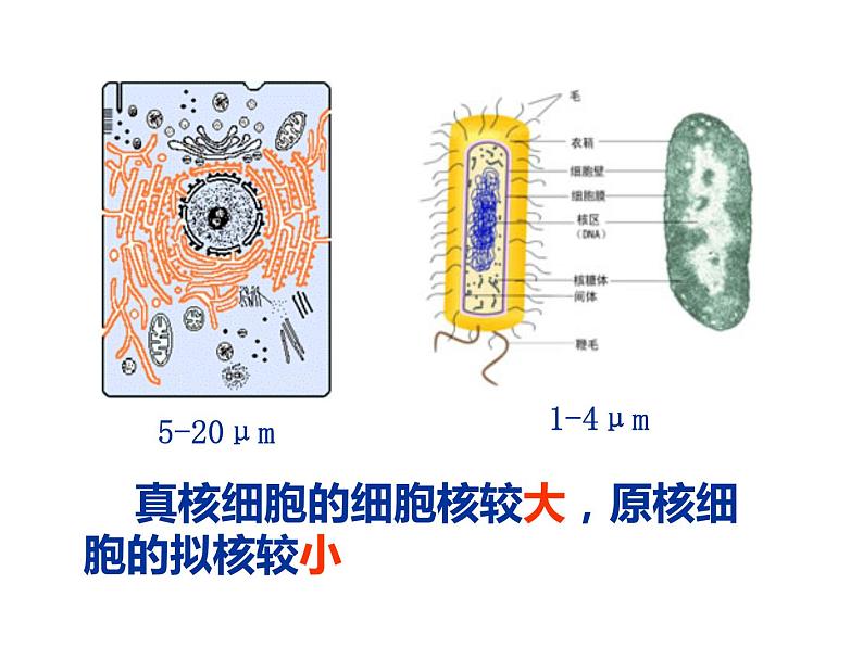 3-3细胞核——系统的控制中心课件PPT第3页