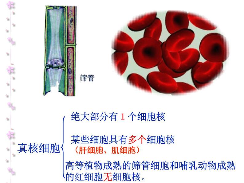 3-3细胞核——系统的控制中心课件PPT第4页