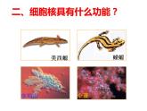 3-3细胞核——系统的控制中心课件PPT