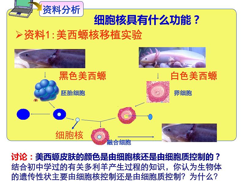 3-3细胞核——系统的控制中心课件PPT第7页