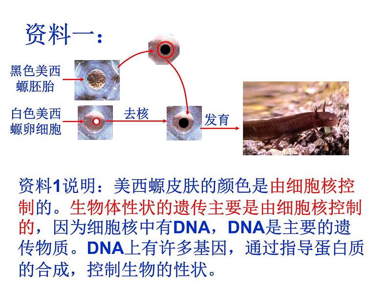 3-3细胞核——系统的控制中心课件PPT第8页