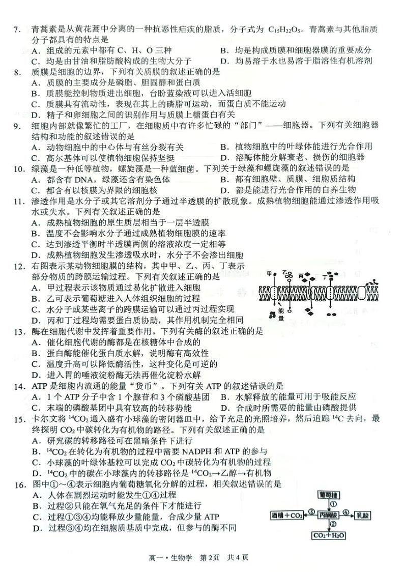 2023泸州高一上学期2月期末生物试题扫描版无答案第2页