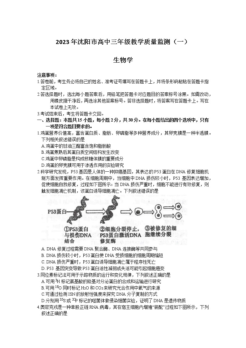 2023沈阳高三教学质量检测（一模）生物试题含答案01