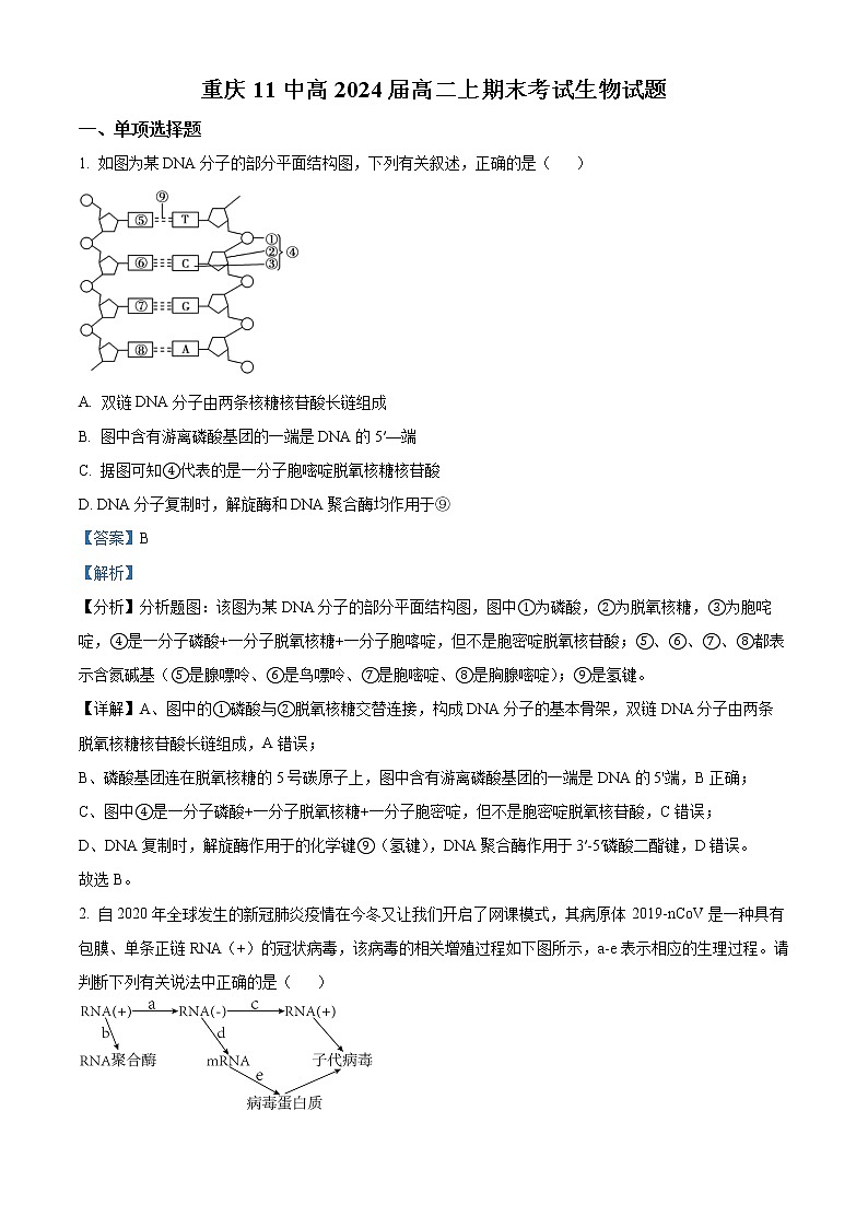 重庆市十一中2022-2023学年高二上学期期末生物试题含解析第1页