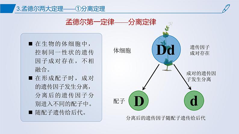 2023届高三二轮复习生物：第一章综合复习 遗传因子的发现课件第4页