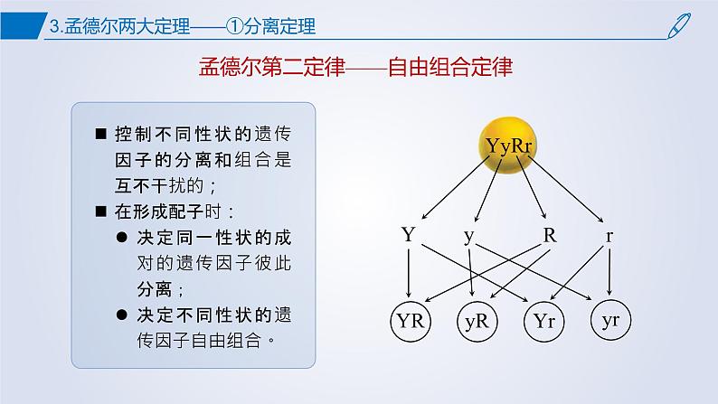 2023届高三二轮复习生物：第一章综合复习 遗传因子的发现课件第5页