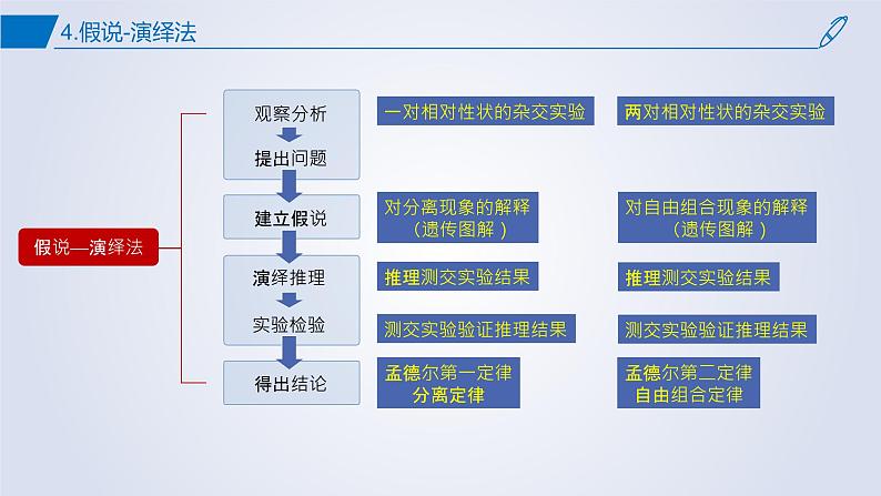 2023届高三二轮复习生物：第一章综合复习 遗传因子的发现课件第6页