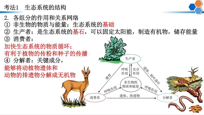 2023届高三生物二轮复习课件：生态系统的功能和热点背景分析第4页