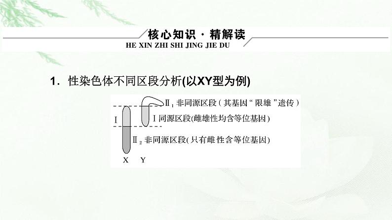 2023届高考生物二轮复习伴性遗传与人类遗传病课件05