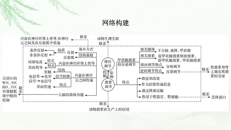 2023届高考生物二轮复习神经调节和体液调节课件第5页