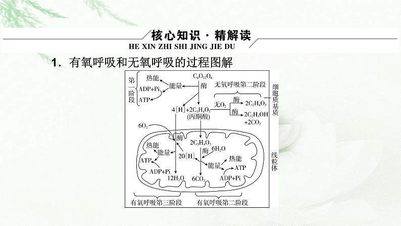 2023届高考生物二轮复习细胞呼吸与光合作用课件05