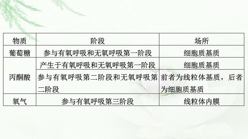 2023届高考生物二轮复习细胞呼吸与光合作用课件08