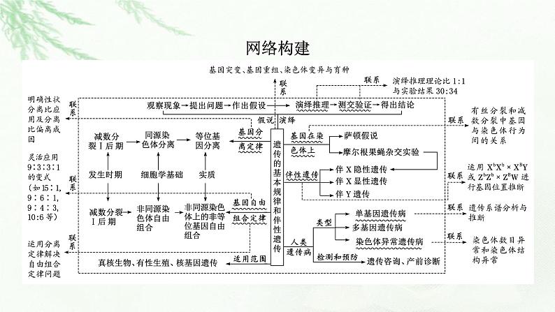 2023届高考生物二轮复习遗传的基本规律课件第5页