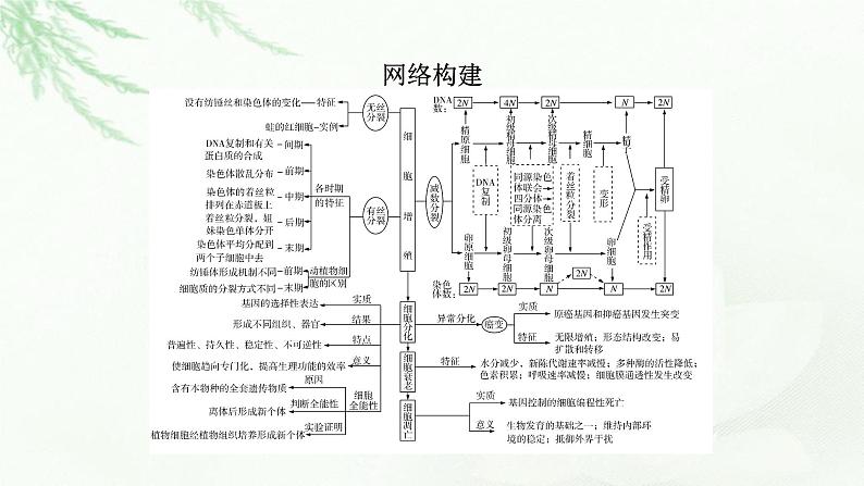 2023届高考生物二轮复习有丝分裂与减数分裂课件05