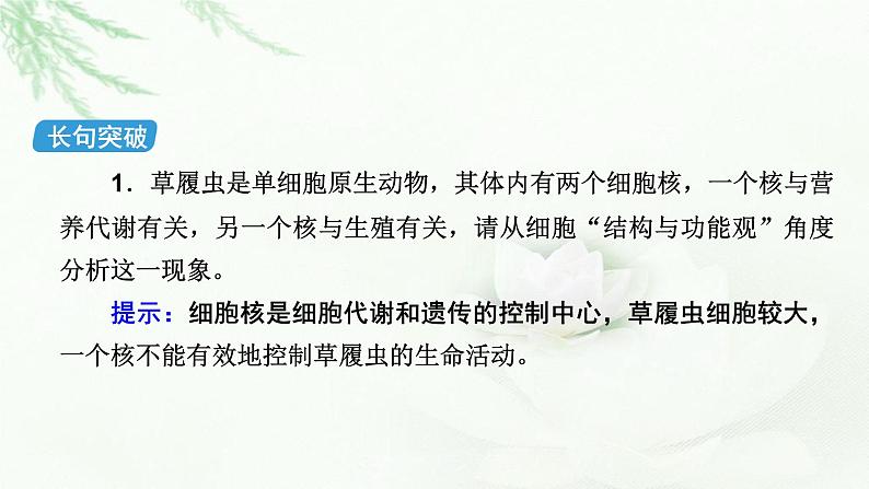 2023届高考生物二轮复习有丝分裂与减数分裂课件06