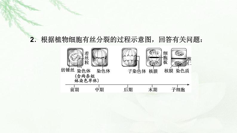 2023届高考生物二轮复习有丝分裂与减数分裂课件07