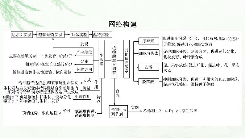 2023届高考生物二轮复习植物激素调节课件06