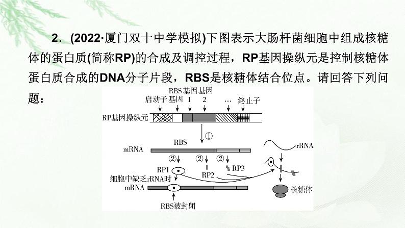 2023届高考生物二轮复习热点突破5课件第6页