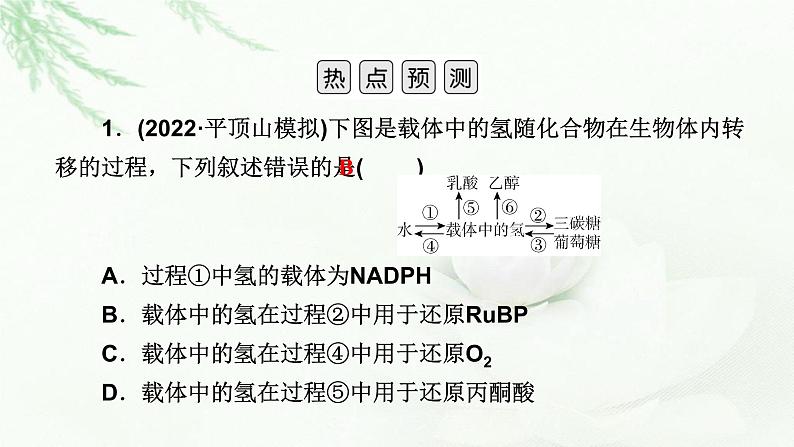 2023届高考生物二轮复习热点突破8课件第3页